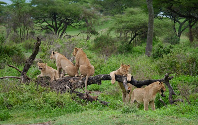 3-Day Magical Tanzania Expedition Safari