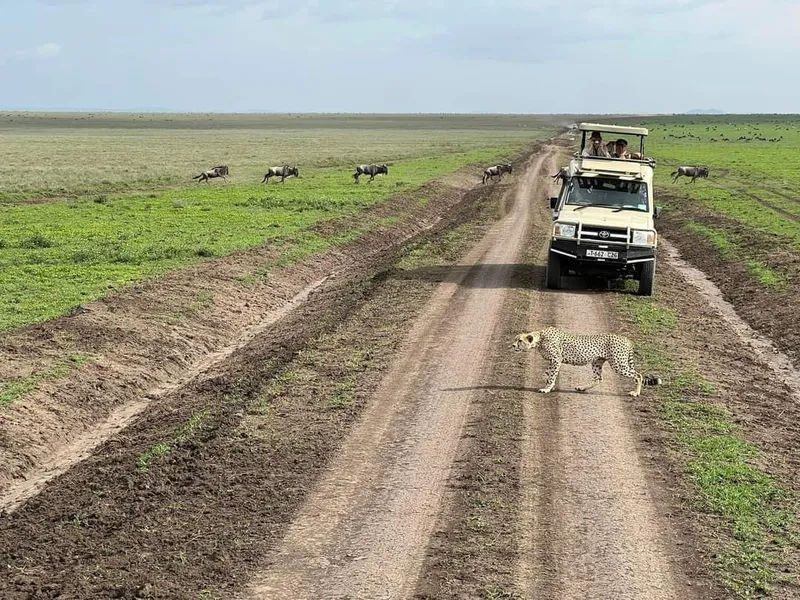 6-Day Ndutu Calving Season Serengeti Migration Tanzania Safari ( Jan - April)