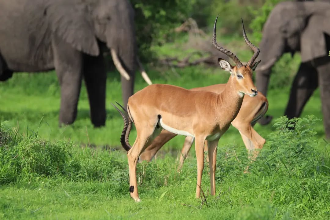 11 Days Serengeti Migration Safari and Zanzibar