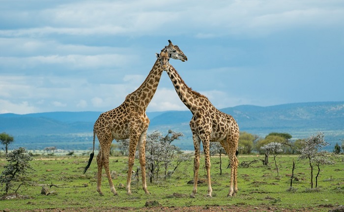 3 Days-2 Nights Flying Package Masai Mara safaris