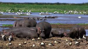 5 Days Wildlife Safari