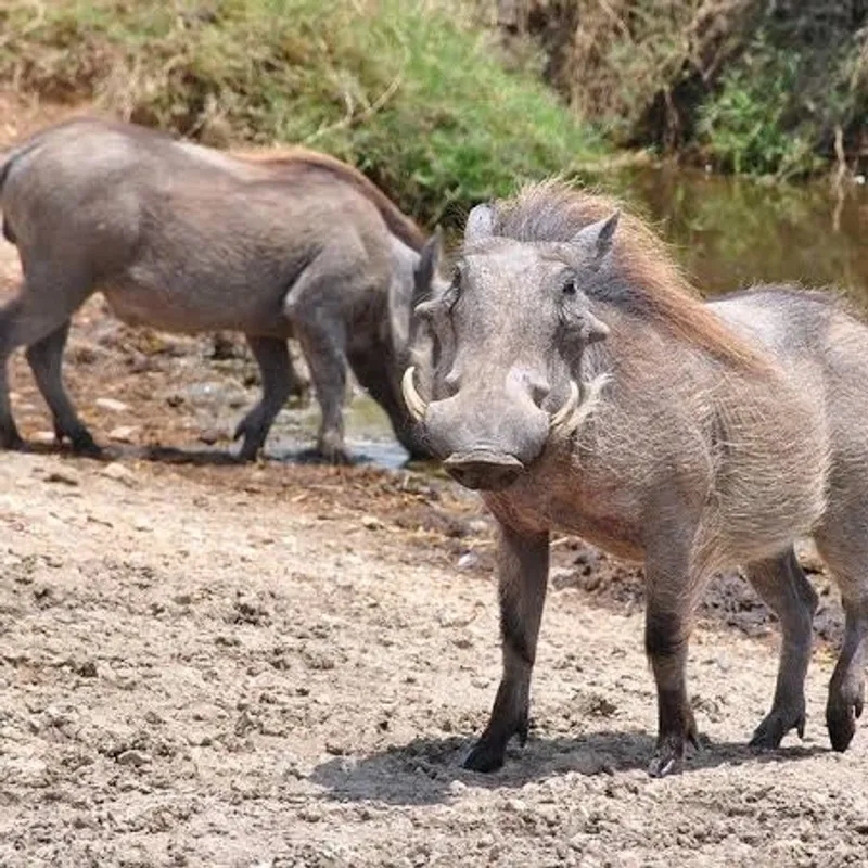 5-Day Serengeti & Ngorongoro Crater Camping Safari