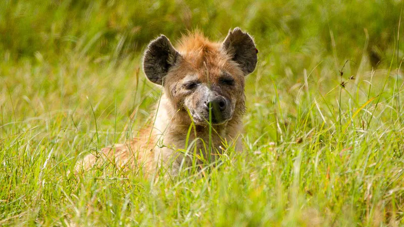 7 Day - Tanzania Dream Safari - Midrange