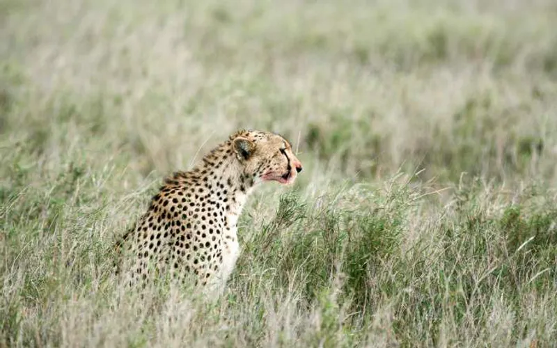 5-Day Luxury Tarangire, Ngorongoro, Serengeti, Manyara