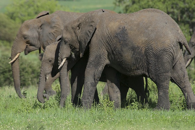 1-Day Tarangire Adventure