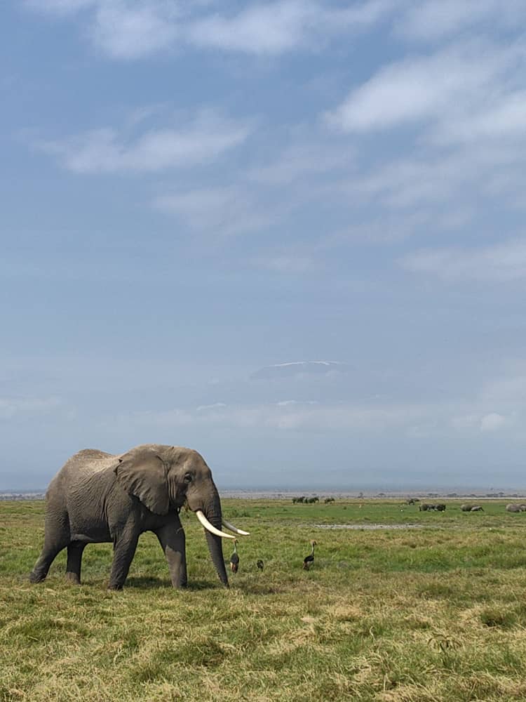 6 Day Maasai Mara-Lake Nakuru-Amboseli Midrange Safari - Simian Safaris Limited - Safarigo