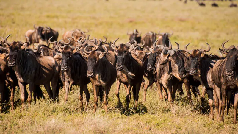 8 Day - Tanzania Migration Footsteps - Luxury