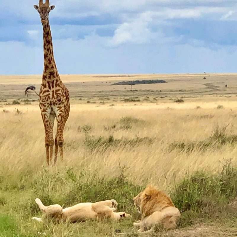 3 Day Tanzania Adventures Safari