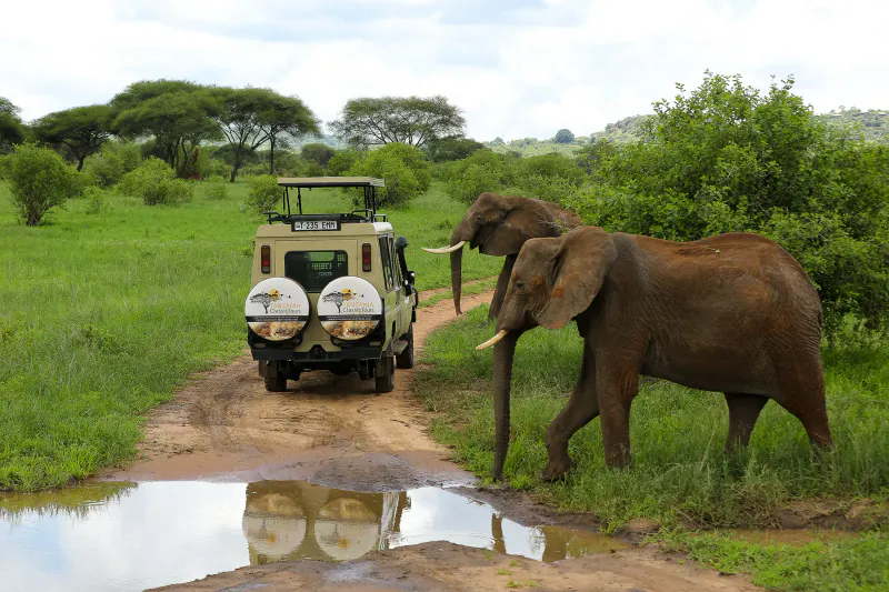7 天坦桑尼亞野生動物 safari 遊