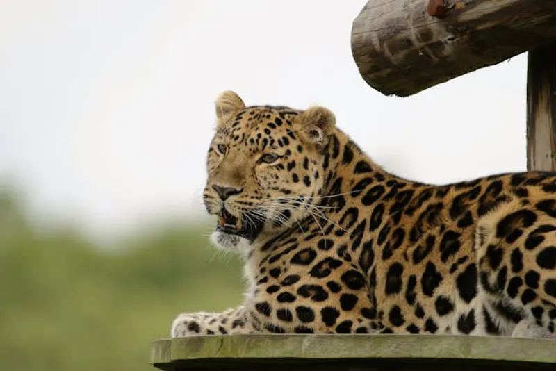 6-Day Tanzania Unforgettable Safari