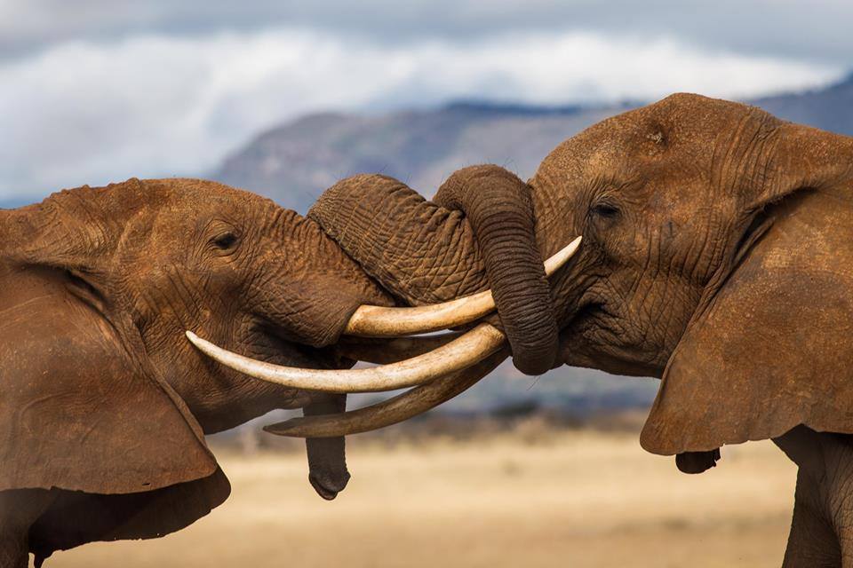 3-Day Amboseli Uhuru Peak Safari