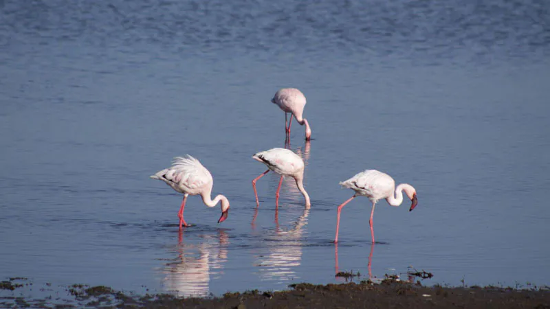 Northern Tanzania Highlights Safari – 5 Days
