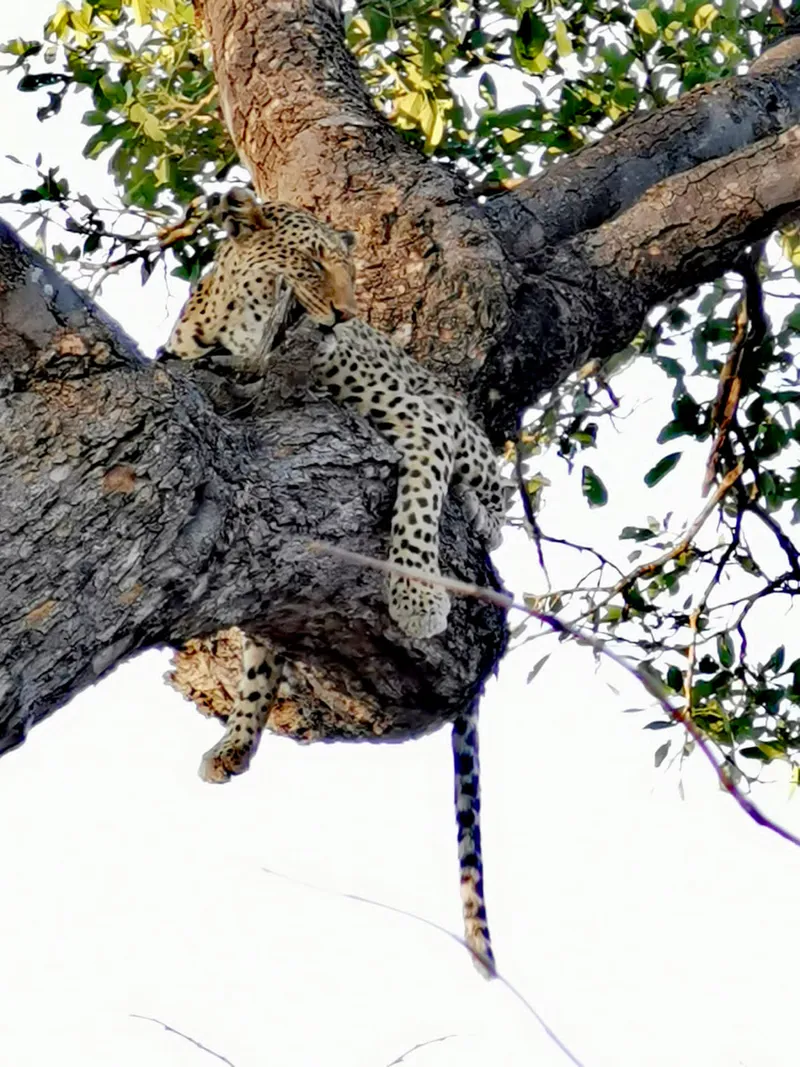 5 Days / 4 Nights - The Ultimate Moremi, Khwai & Savuti Expedition
