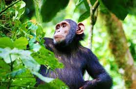 3-Day CHIMPS LUXURY SPECIAL - The Shuttle Hospitality - Safarigo