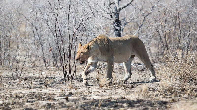 5-Day Etosha National Park.