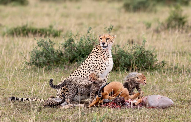 10 Days Serengeti Wildebeest Migration Safari - Calving Season - Spring Festival & 2025 New Year Holiday Safari Trip - East Safari Tours - Safarigo