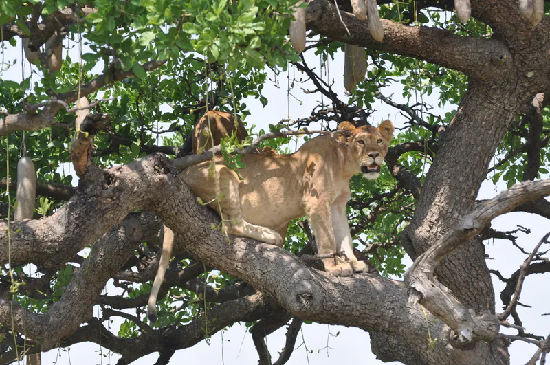 1-Day Zanzibar - Mikumi Fly-in Safari Experience