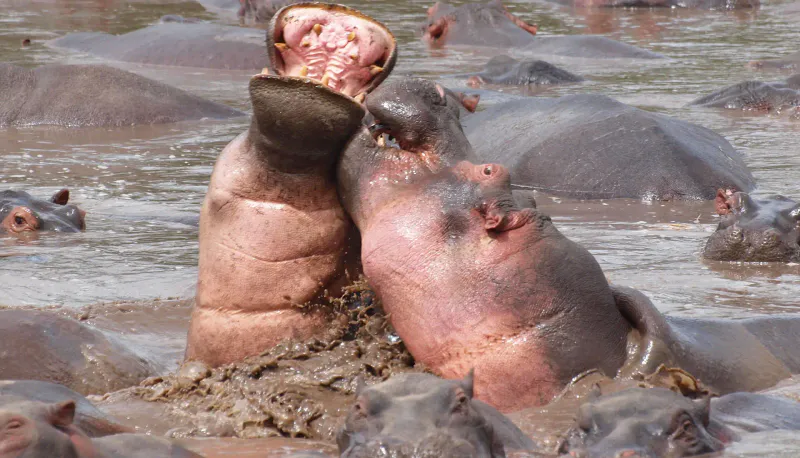 2-Day Burigi-Chato Safari from Mwanza