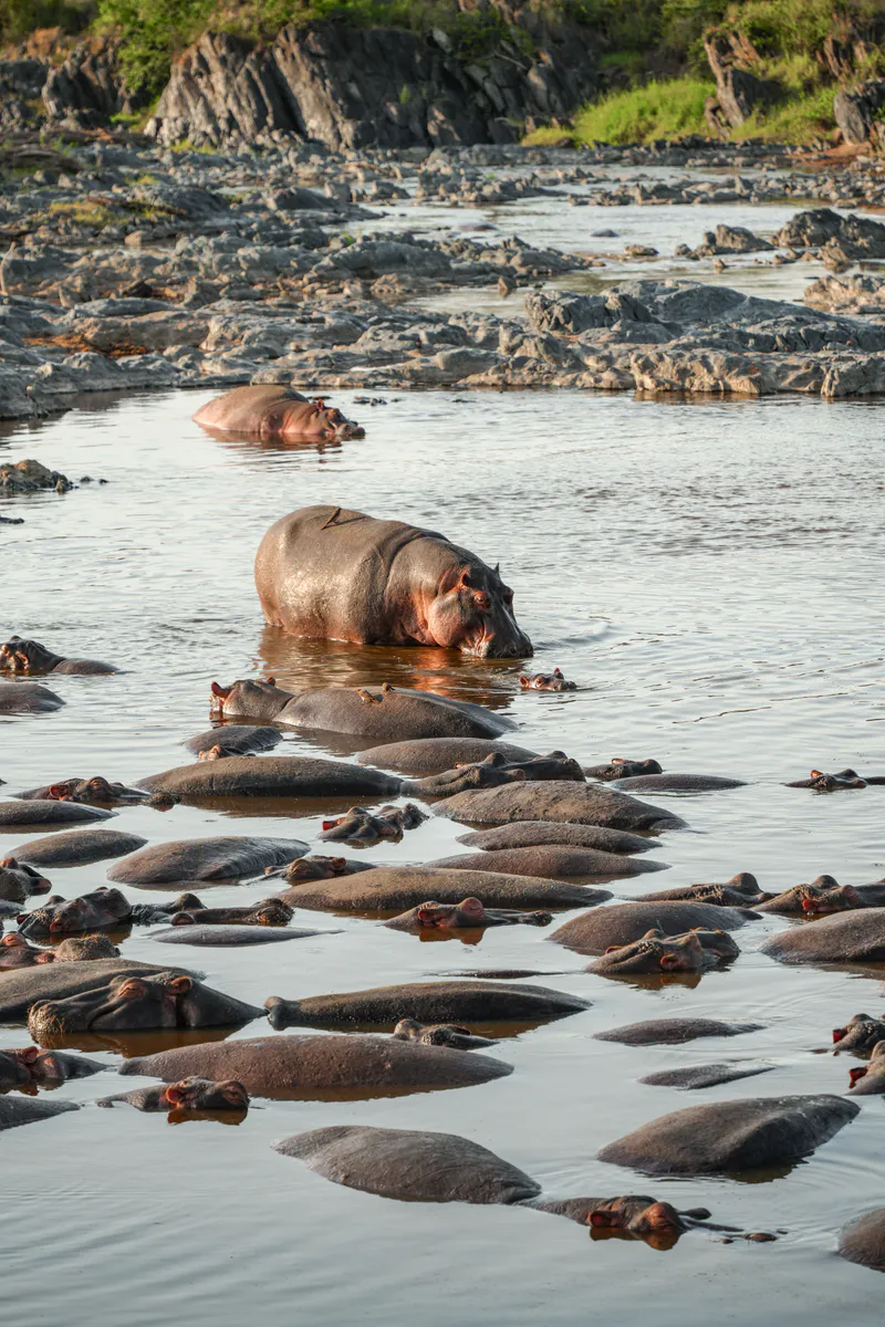 7-Day Serengeti Great Migration Signature Safari