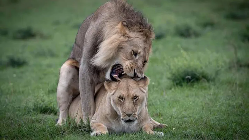8-Days Explore Africa Trip Amboseli Lake Nakuru,Masai Mara Wildlife Holiday
