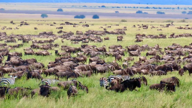 4 Days joining tour to best parks August 21 to 24