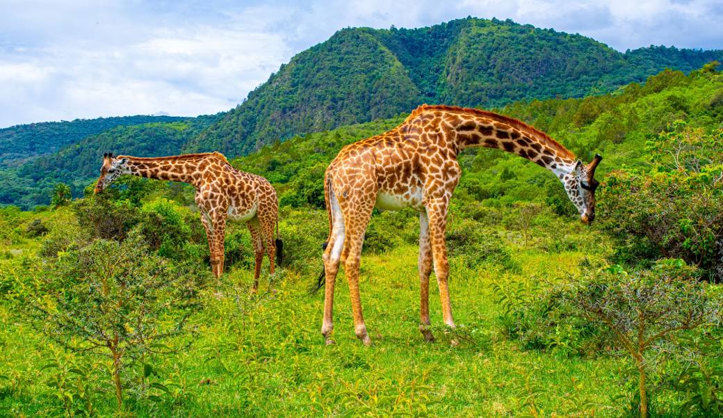 8-Day Classic Great Migration Safari: Tarangire, Serengeti, Mara River Crossing, Ngorongoro & Lake Manyara
