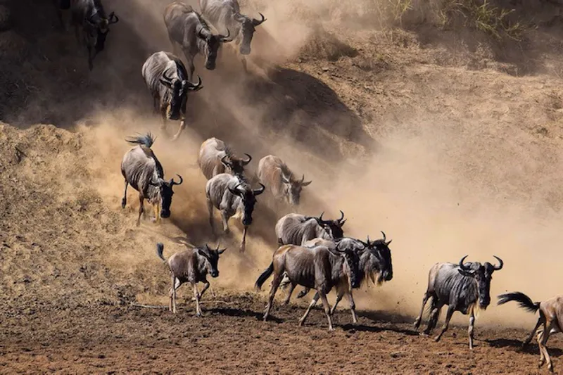 10 Day Great Migration Safaris - Premium Luxury