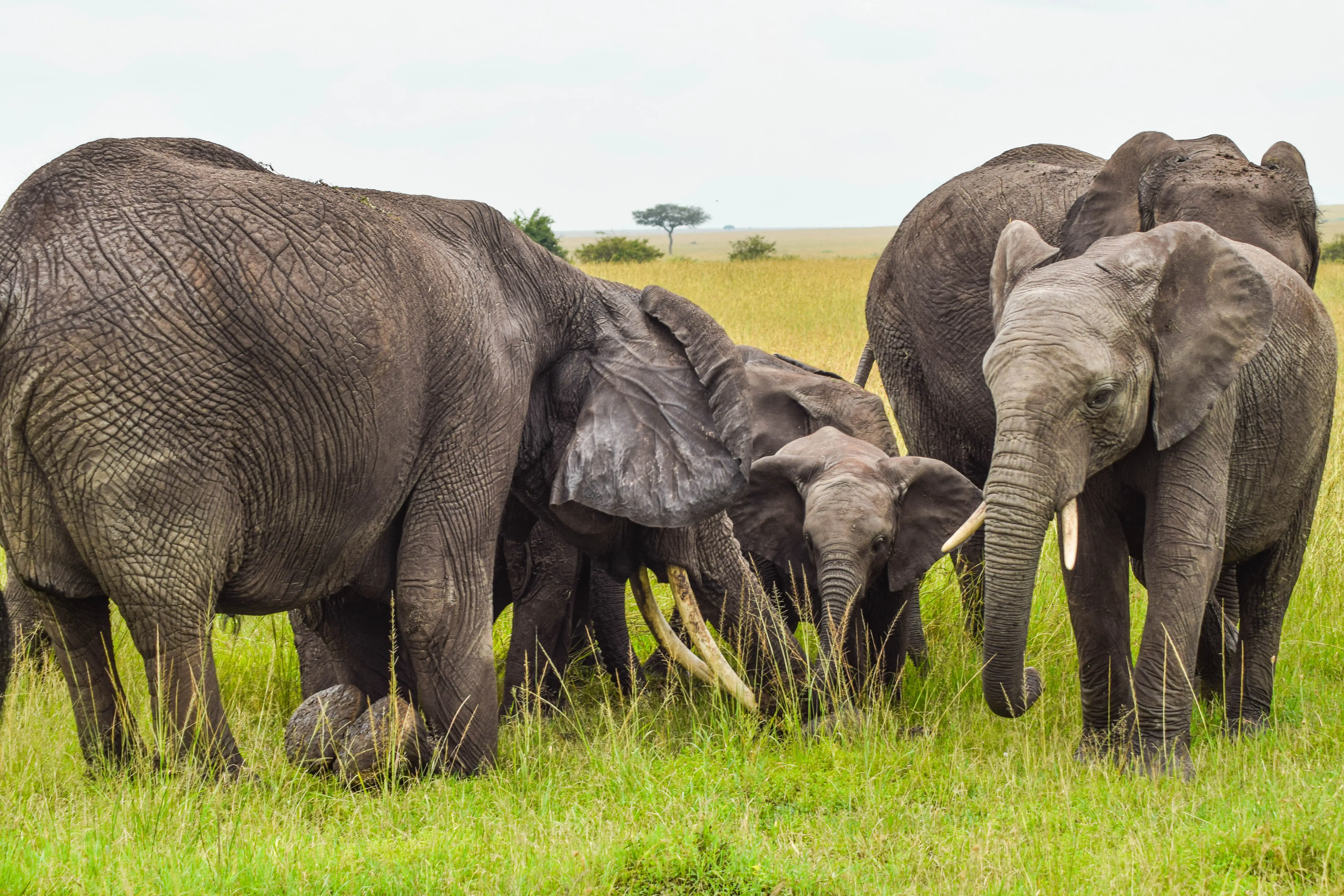 6-Day Amboseli, L. Naivasha, L Nakuru, Masai Mara Midrange Safari