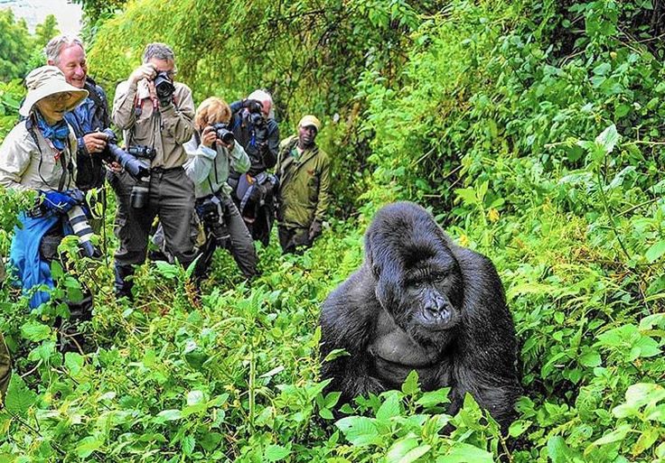 14-Day Gorillas Trekking, Game Drives & Beach Holiday