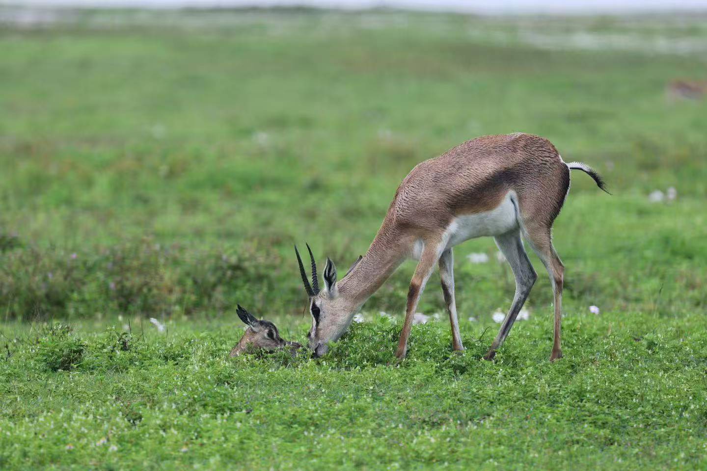 7 Days Tanzania Ultimate Honeymoon Journey – A Private African Love Story
