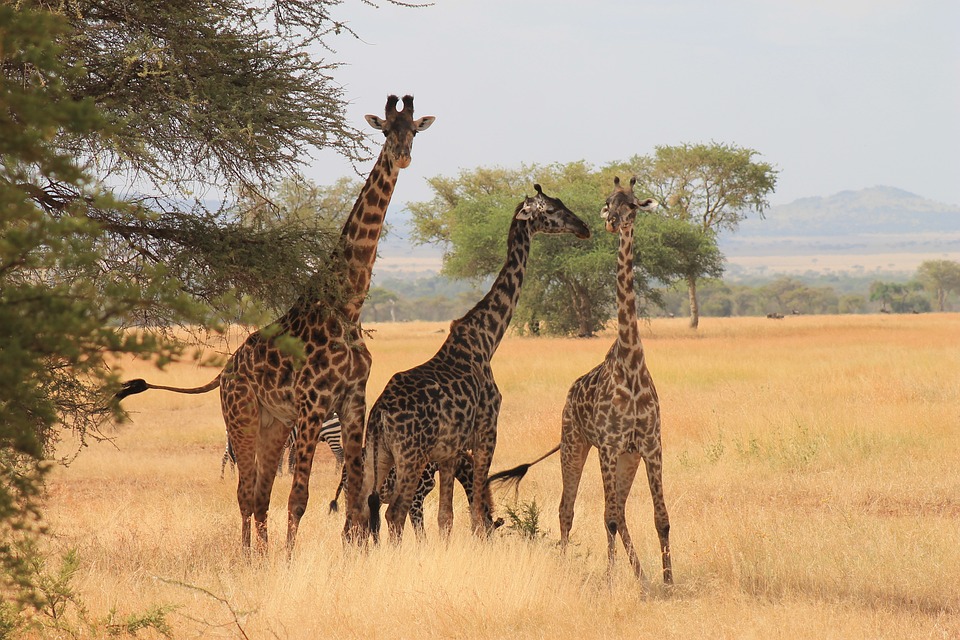 2-Day Adventure Group Tour to Tarangire and Ngorongoro