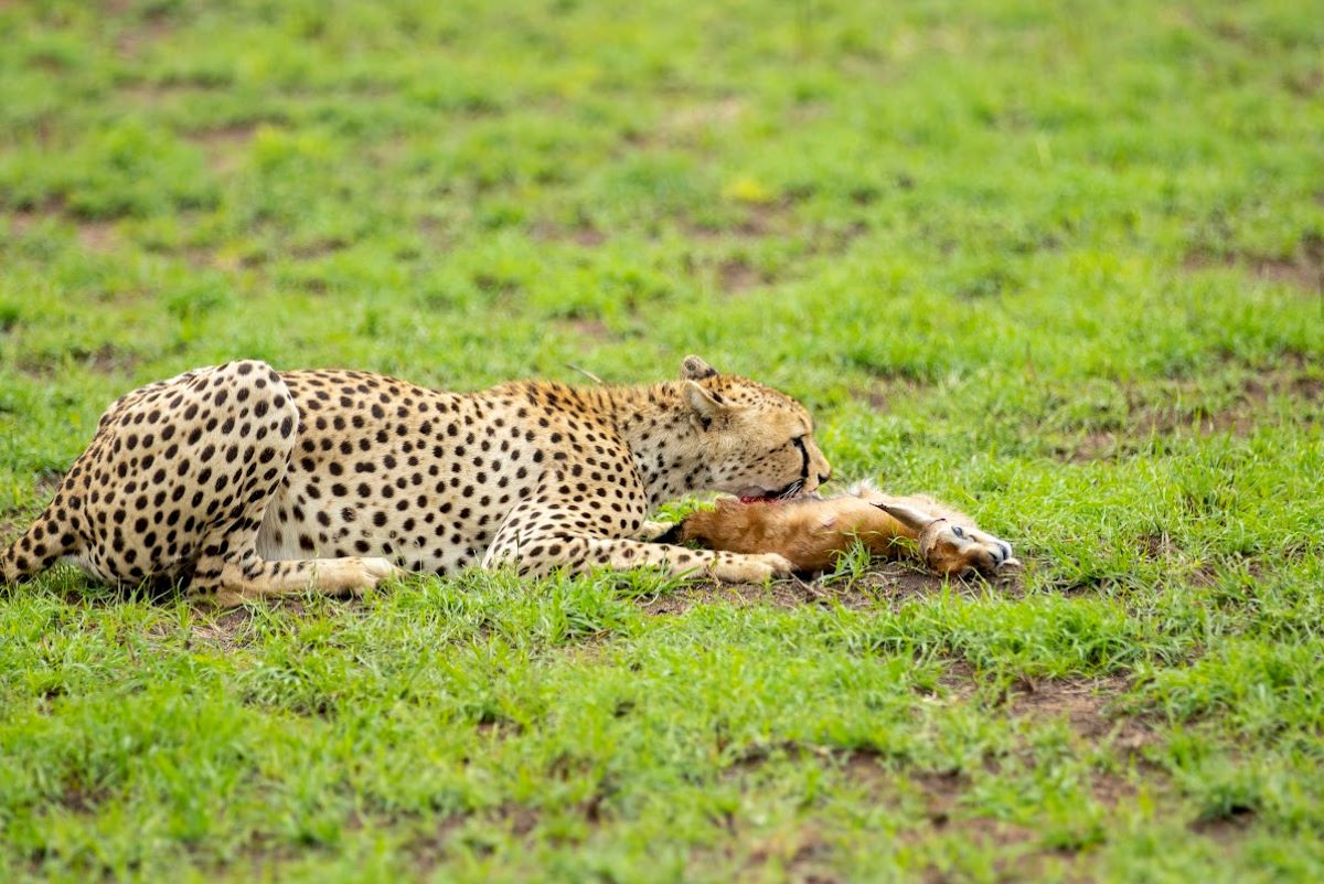 6 - Day Migration Tour Serengeti Migration , Ngorongoro and Tarangire Midrange accommodation