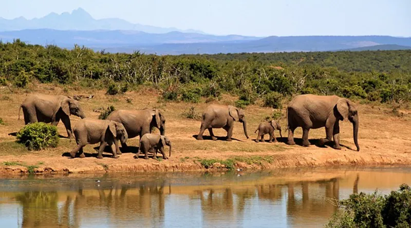 6-Day Adventurous Safari Exploring The Wonders Of Masai Mara And Majestic Amboseli