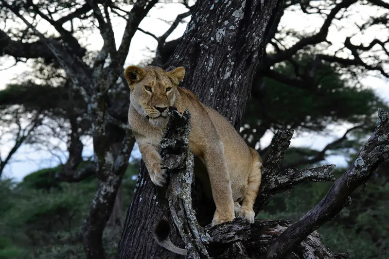 5-Day Midrange Serengeti, Tarangire, & Ngorongoro Safari