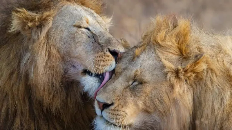 Affordable 4 Days Kenya Safari: Maasai Mara & Lake Nakuru