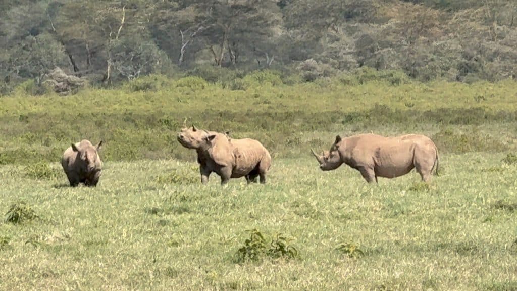 3-Day Spectacular Safari In Lake Nakuru National Park