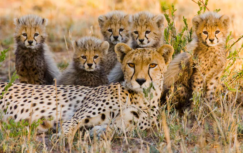7-Day West Kilimanjaro Walking Safari in Maasai Land