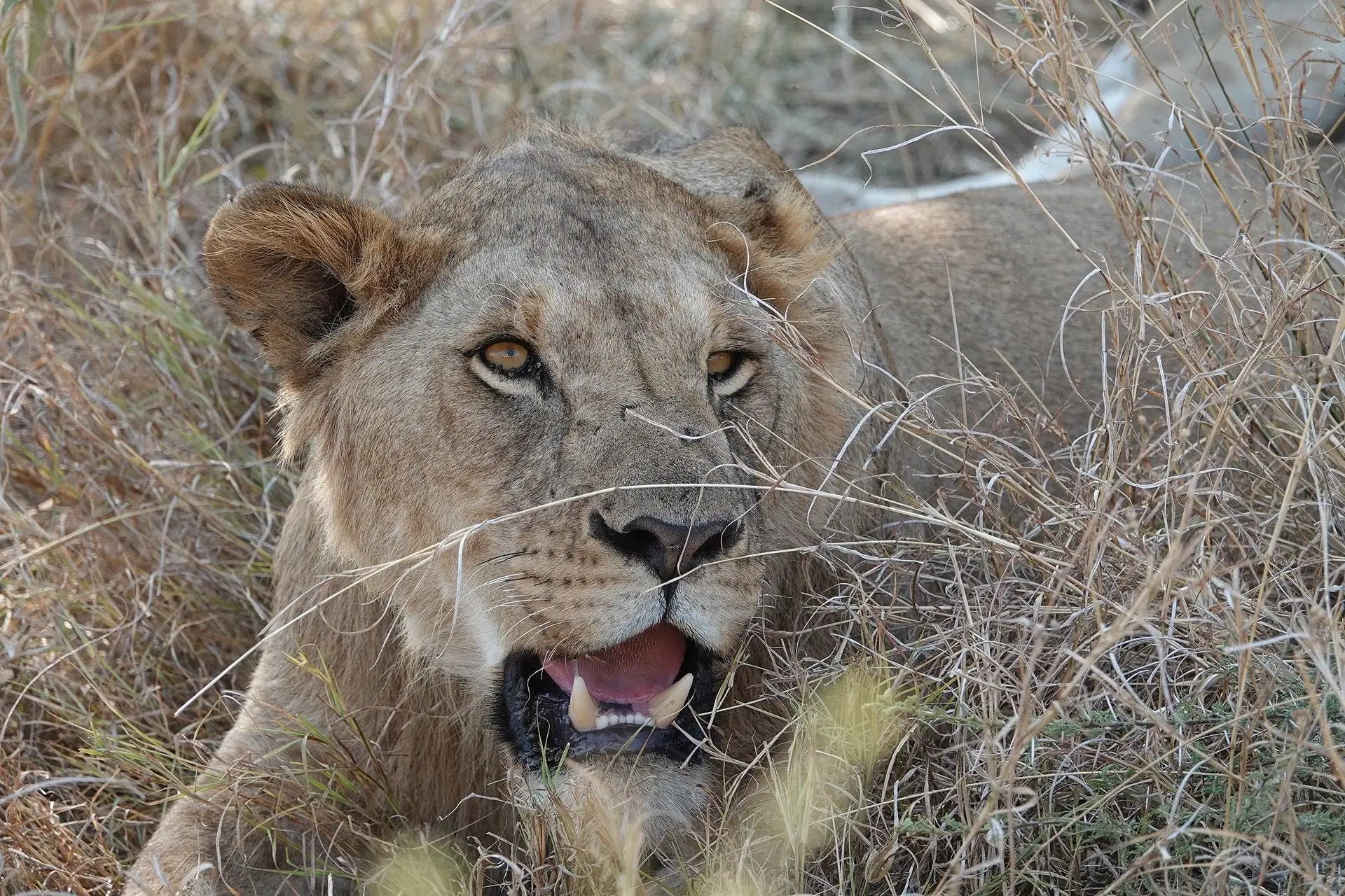 6-Day Fly-in Great Migration Safari from Zanzibar