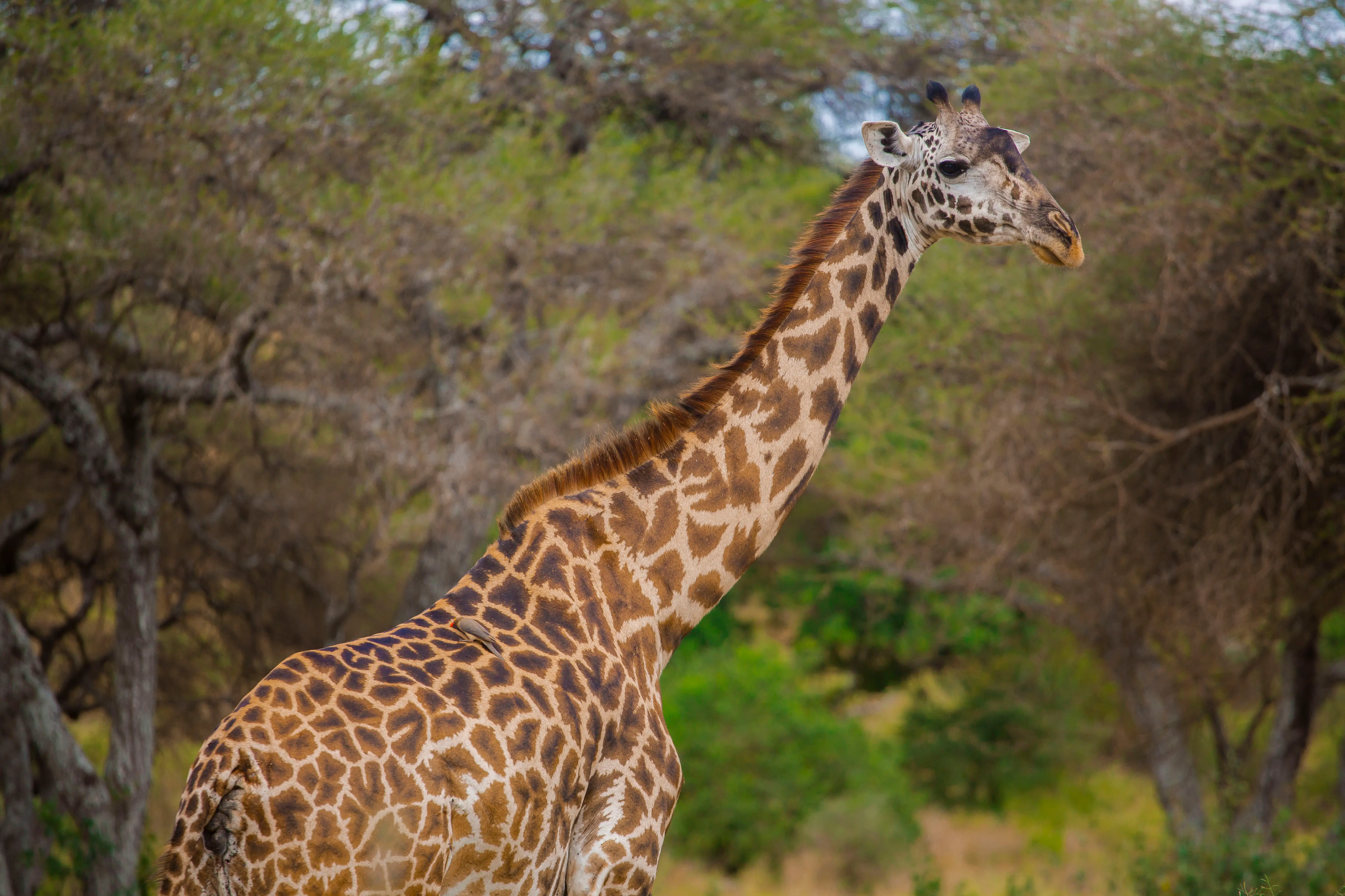 4-Day Luxury Northern Tanzania Safari: Tarangire, Ngorongoro & Lake Manyara