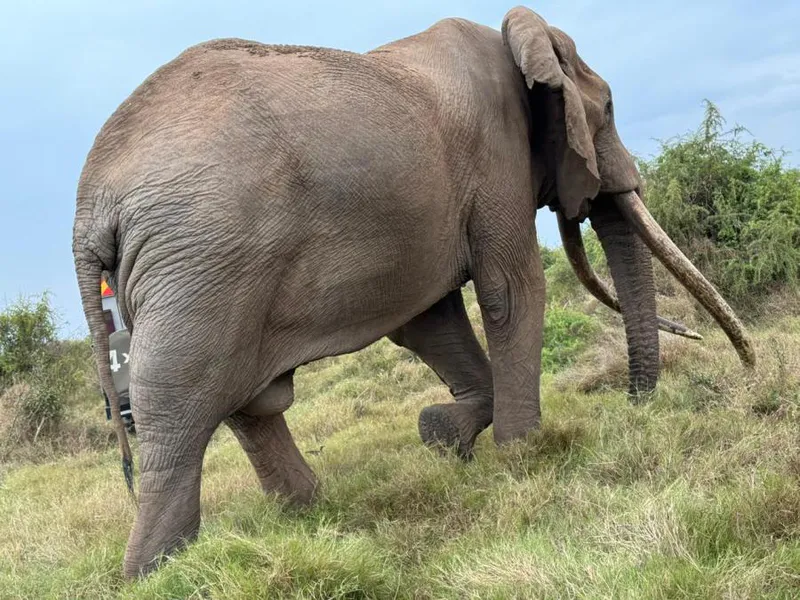 7 Days Masai Mara, Lake Nakuru & Amboseli Lodge Safari