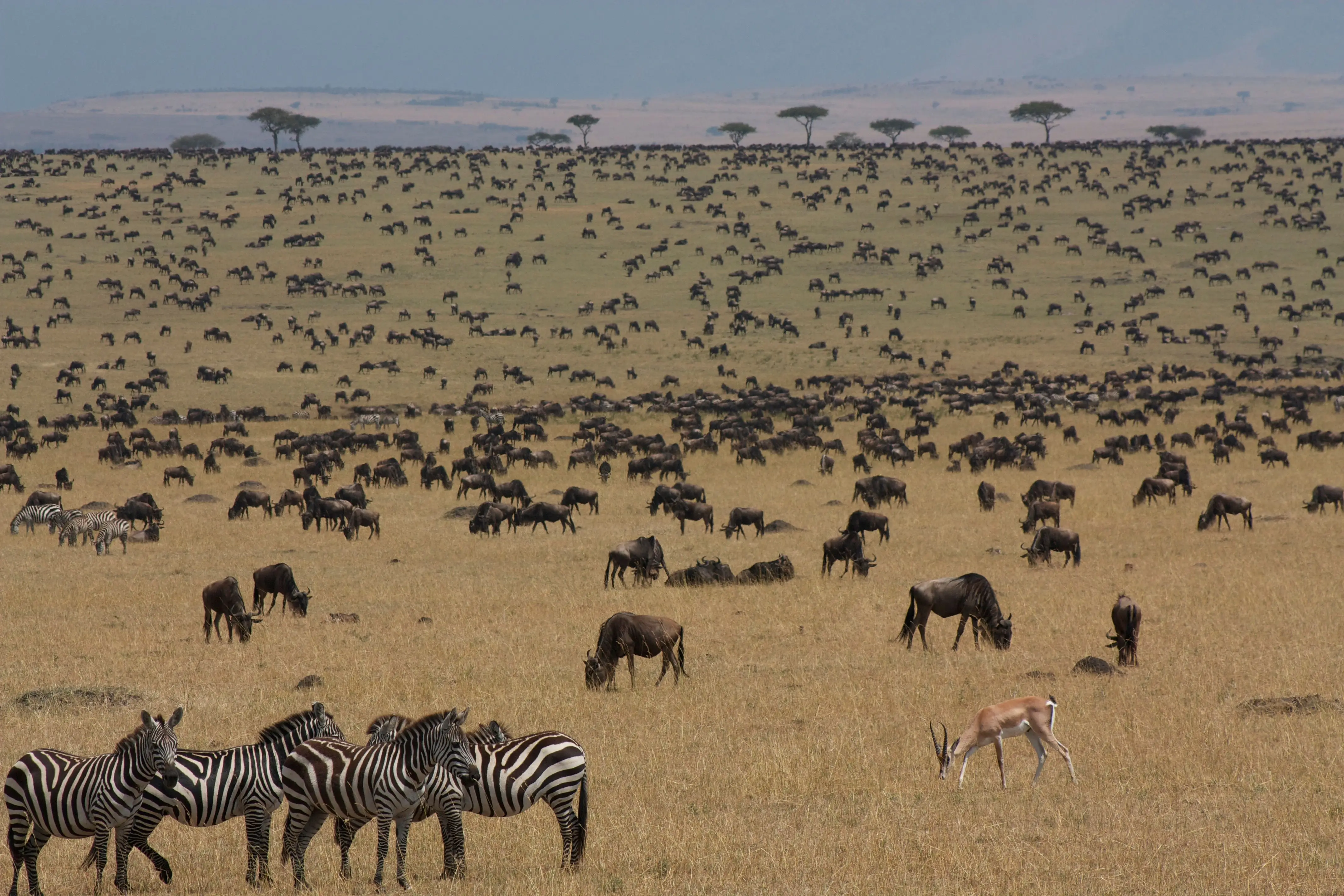 7 Days Classic Central Serengeti Migration Safari Tanzania