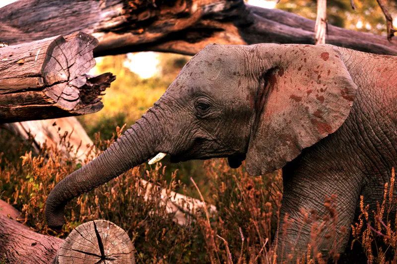 2 – Safari im Tarangire-Nationalpark und am Ngorongoro-Krater (Big Five)