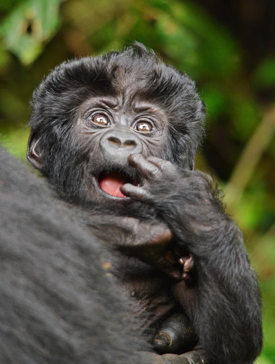 4-Day Luxury Gorilla Trekking Safari
