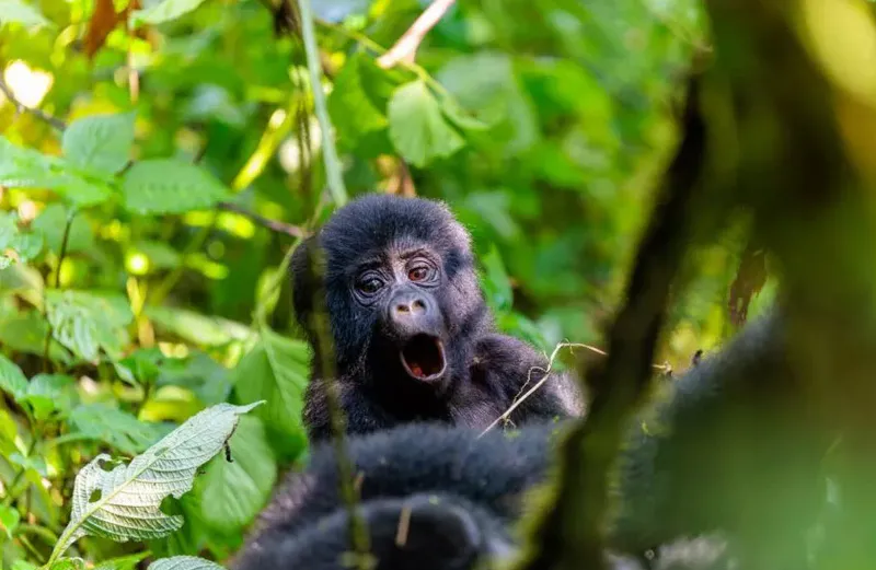10-Day Tanzania-Uganda Safari