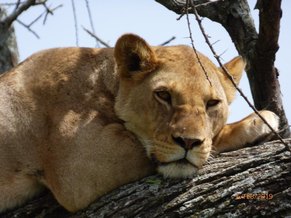 2-DAYS 1-NIGHTS MID RANGE SAFARI TO TARANGIRE AND NGORONGORO .