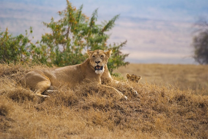 7-Day Tanzania Wildlife Adventure