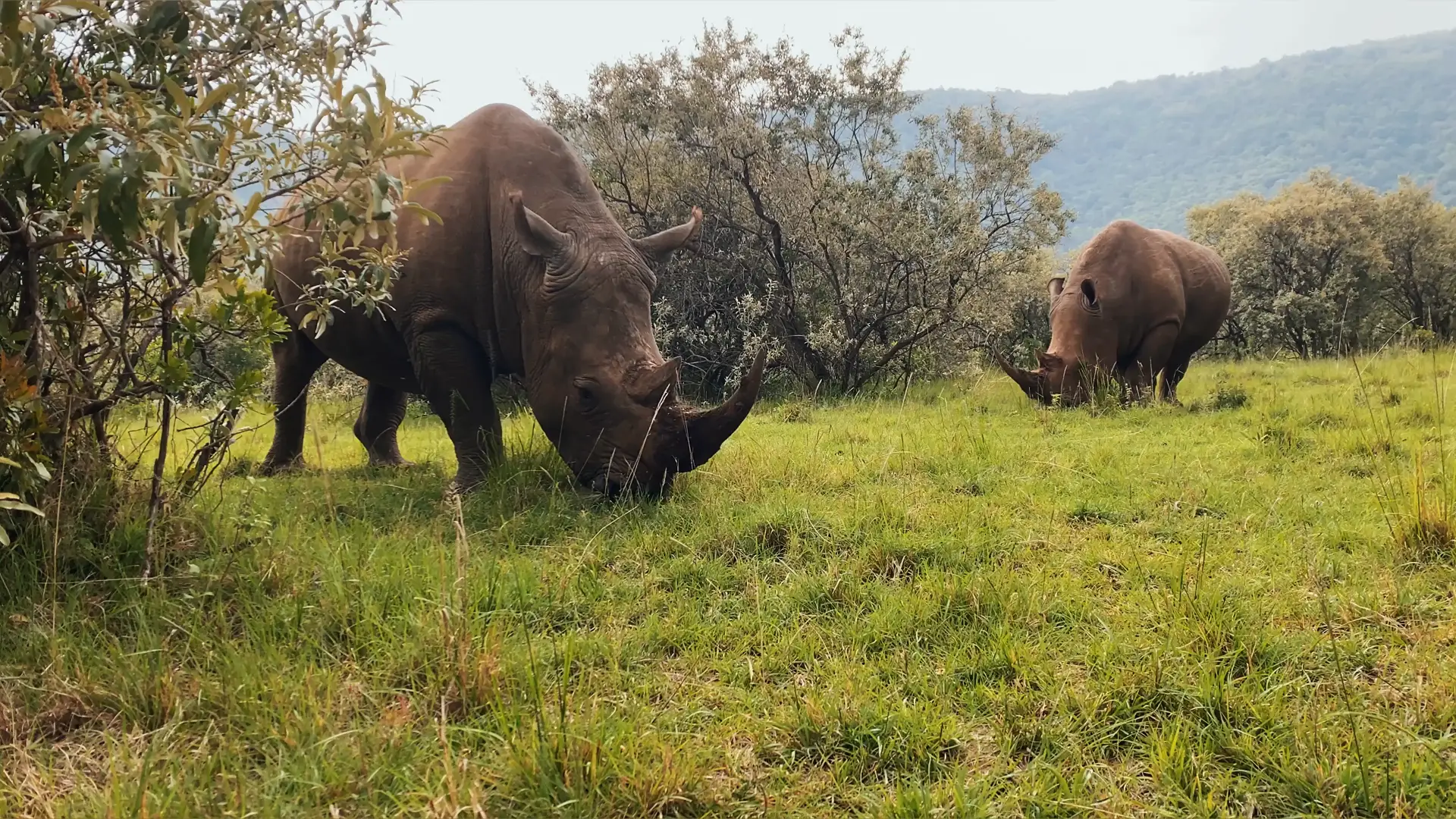 7 Days Migration Explorer Safari Tanzania Wildlife Experience