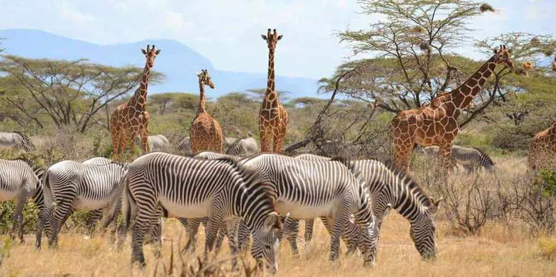 10 Days Kenya Safari: Samburu, Lake Nakuru, Masai Mara, Lake Naivasha & Amboseli