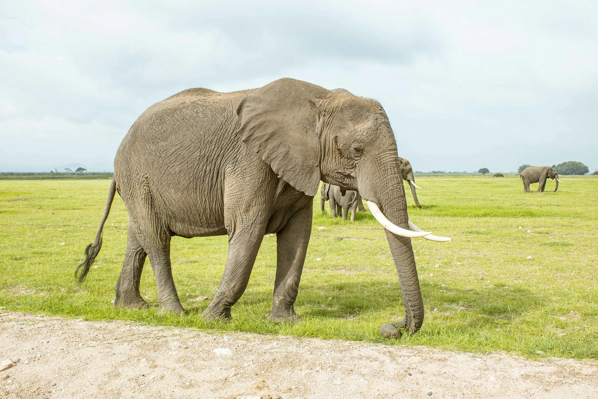 6-Day Premier Safari Across Kenya & Tanzania