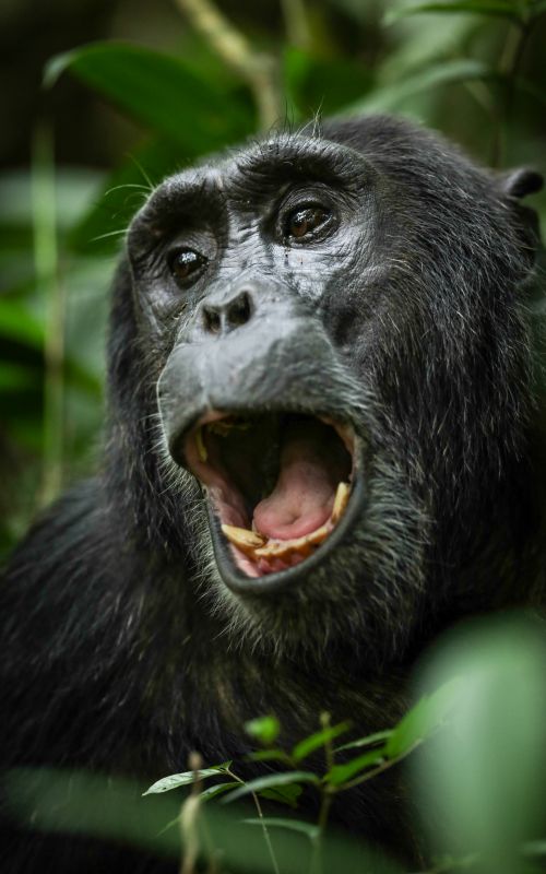 6 Days Rwanda Gorillas, chimpanzees and golden monkeys safari